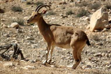 dağ keçisi yamaca