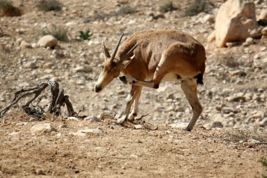 dağ keçisi yamaca