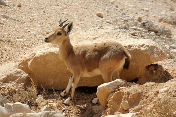 Mountain goat on the hillside — Stock Photo, Image