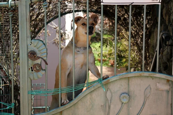 Gate - geçit duvar veya çit — Stok fotoğraf