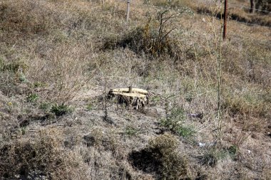 ağaç veri yapısı