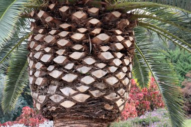 ağaç veri yapısı