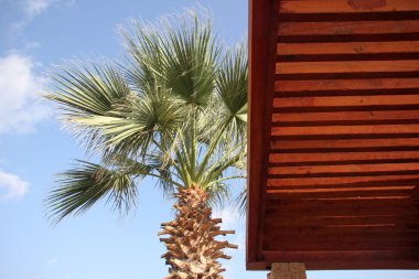 ağaç veri yapısı