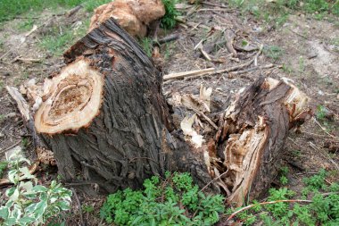 ağaç veri yapısı