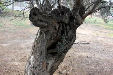 ağaç veri yapısı