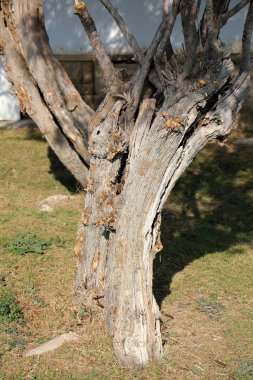 ağaç veri yapısı