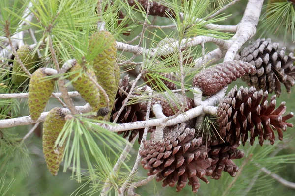 Estructura de datos del árbol — Foto de Stock