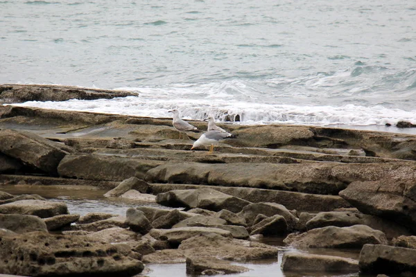 Côte De La Mer Méditerranéenne — Photo