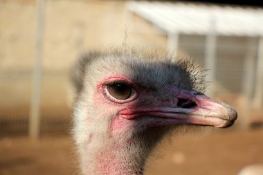 Kuşlar - yumurta atarken sıcak kanlı omurgalılar sınıfı.