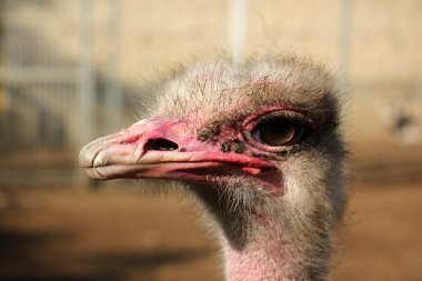 Kuşlar - yumurta atarken sıcak kanlı omurgalılar sınıfı.