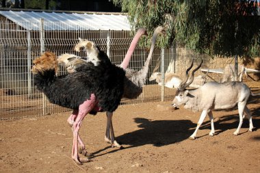 Kuşlar - yumurta atarken sıcak kanlı omurgalılar sınıfı.