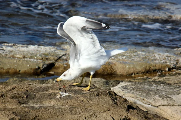 Aves - uma classe de vertebrados poedeiras de sangue quente . — Fotografia de Stock