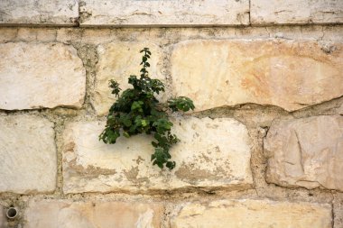 Bina öğesinin duvar.