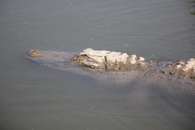 Timsahlar - bir müfreze suda yaşayan omurgalı sürüngenler