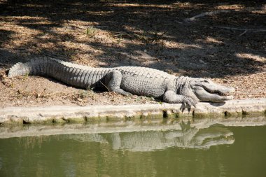 Timsahlar - bir müfreze suda yaşayan omurgalı sürüngenler