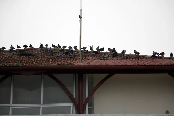 Covering a building or roof — Stock Photo, Image