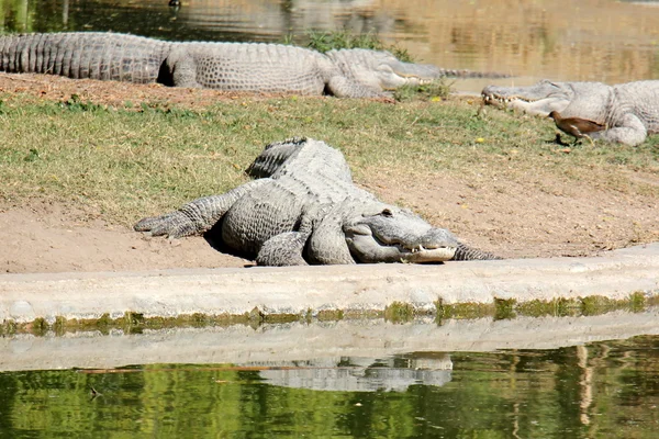 Крокодил - загін водних хребетних рептилій — стокове фото