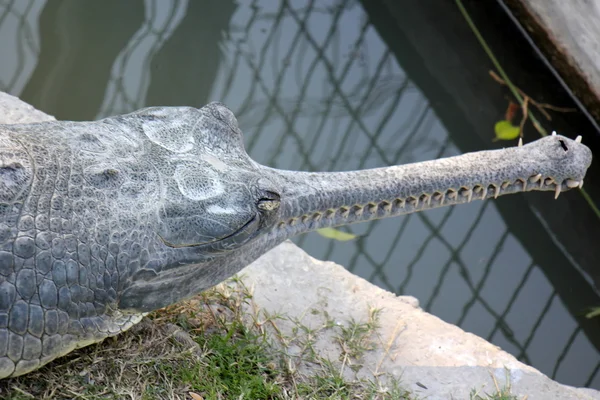 Krokodillen - een detachement van aquatische gewervelde dieren reptielen — Stockfoto