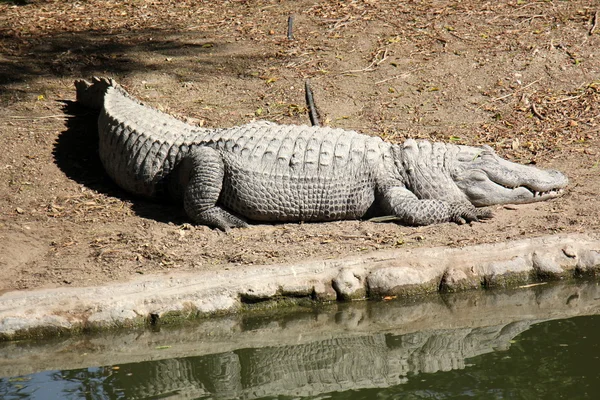 Krokodillen - een detachement van aquatische gewervelde dieren reptielen — Stockfoto