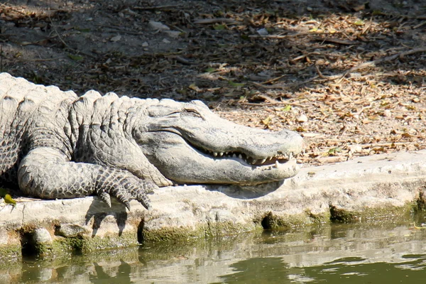 Krokodýli - oddíl vodních obratlovců plazů — Stock fotografie
