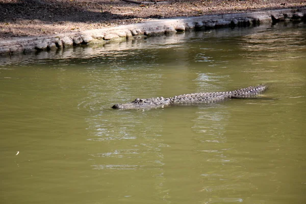 Krokodilok - egy osztagot a vízi gerinces hüllő — Stock Fotó