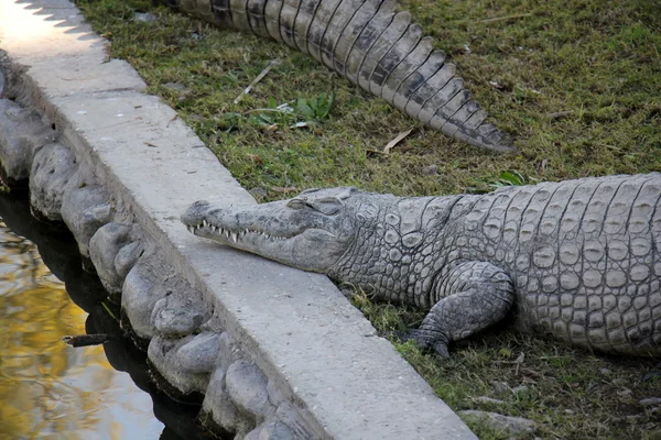 ワニ - 水生脊椎動物爬虫類の剥離 — ストック写真