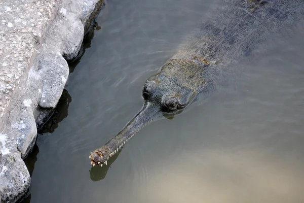 Krokodillen - een detachement van aquatische gewervelde dieren reptielen — Stockfoto