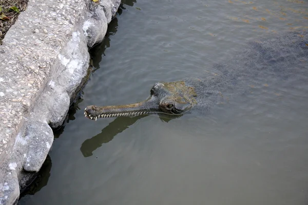 Крокодилы - отряд водных позвоночных рептилий — стоковое фото