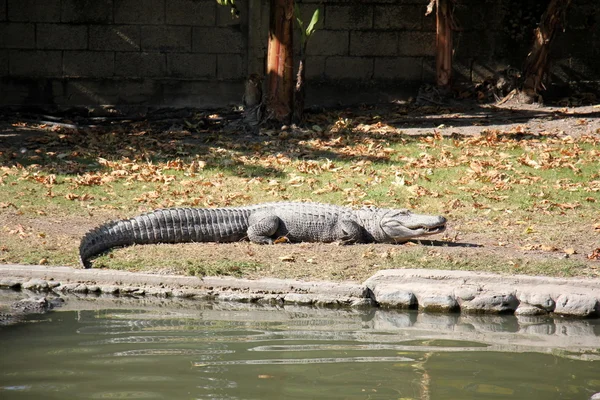 Krokodilok - egy osztagot a vízi gerinces hüllő — Stock Fotó