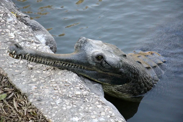 Krokodillen - een detachement van aquatische gewervelde dieren reptielen — Stockfoto