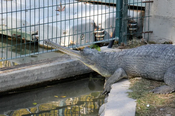 Krokodile - eine Ablösung von Wasserwirbeltieren Reptilien — Stockfoto