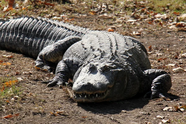 Crocodiles - a detachment of aquatic vertebrates reptiles — Stock Photo, Image