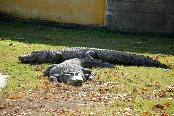 Crocodiles - un détachement de reptiles vertébrés aquatiques — Photo