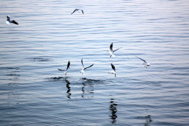 Akdeniz kıyısında