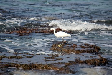 Akdeniz kıyısında