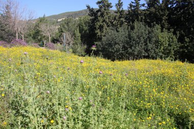 Doğa - maddi dünya