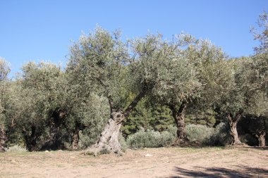 Doğa - maddi dünya
