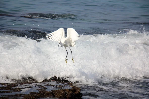 shore of the Mediterranean Sea