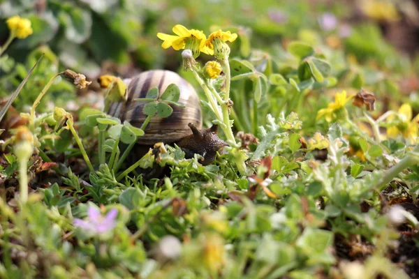 Escargot assis dans l'herbe — Photo