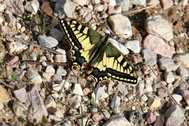 büyük bir güve oturur