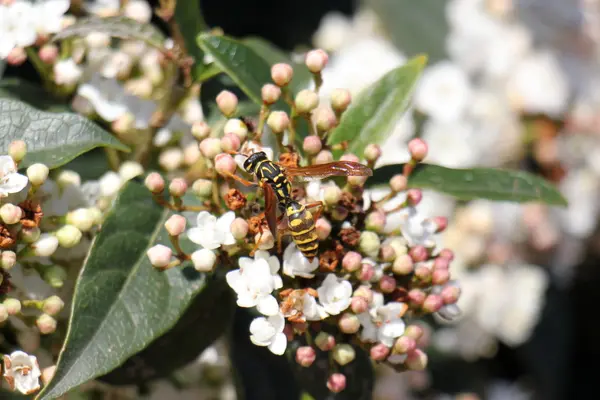 Insekt på en blomma — Stockfoto