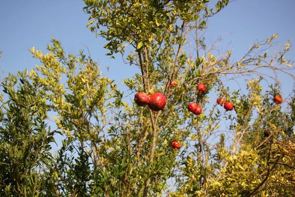 Pomegranates and pomegranate tree — Stock Photo, Image