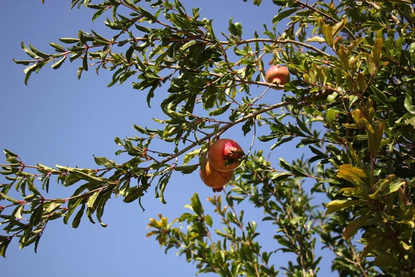 Pomegranates and pomegranate tree — Stock Photo, Image