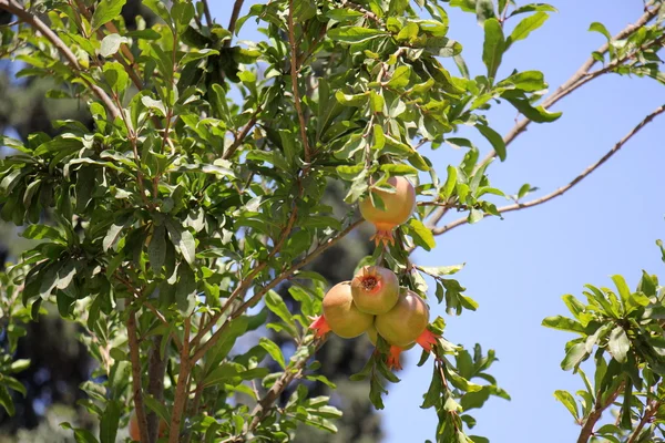 Granaatappels en granaatappelboom — Stockfoto