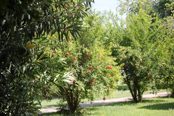 Pomegranates and pomegranate tree — Stock Photo, Image