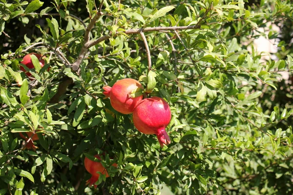 Pomegranates and pomegranate tree — Stock Photo, Image