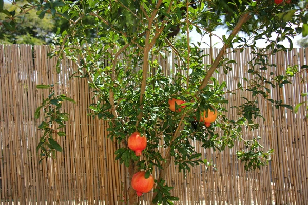 Pomegranates and pomegranate tree — Stock Photo, Image