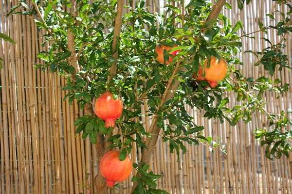 Pomegranates and pomegranate tree — Stock Photo, Image