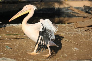 Pelikan hayvanat bahçesinde