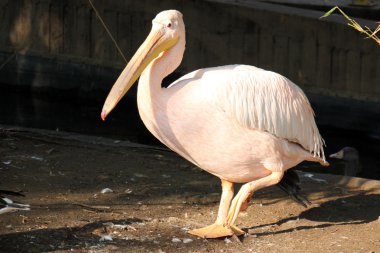 Pelikan hayvanat bahçesinde
